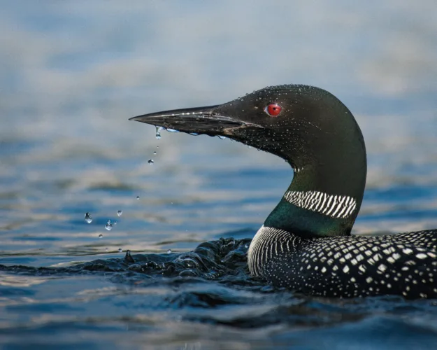 Loon sightings: ancestral interpretations